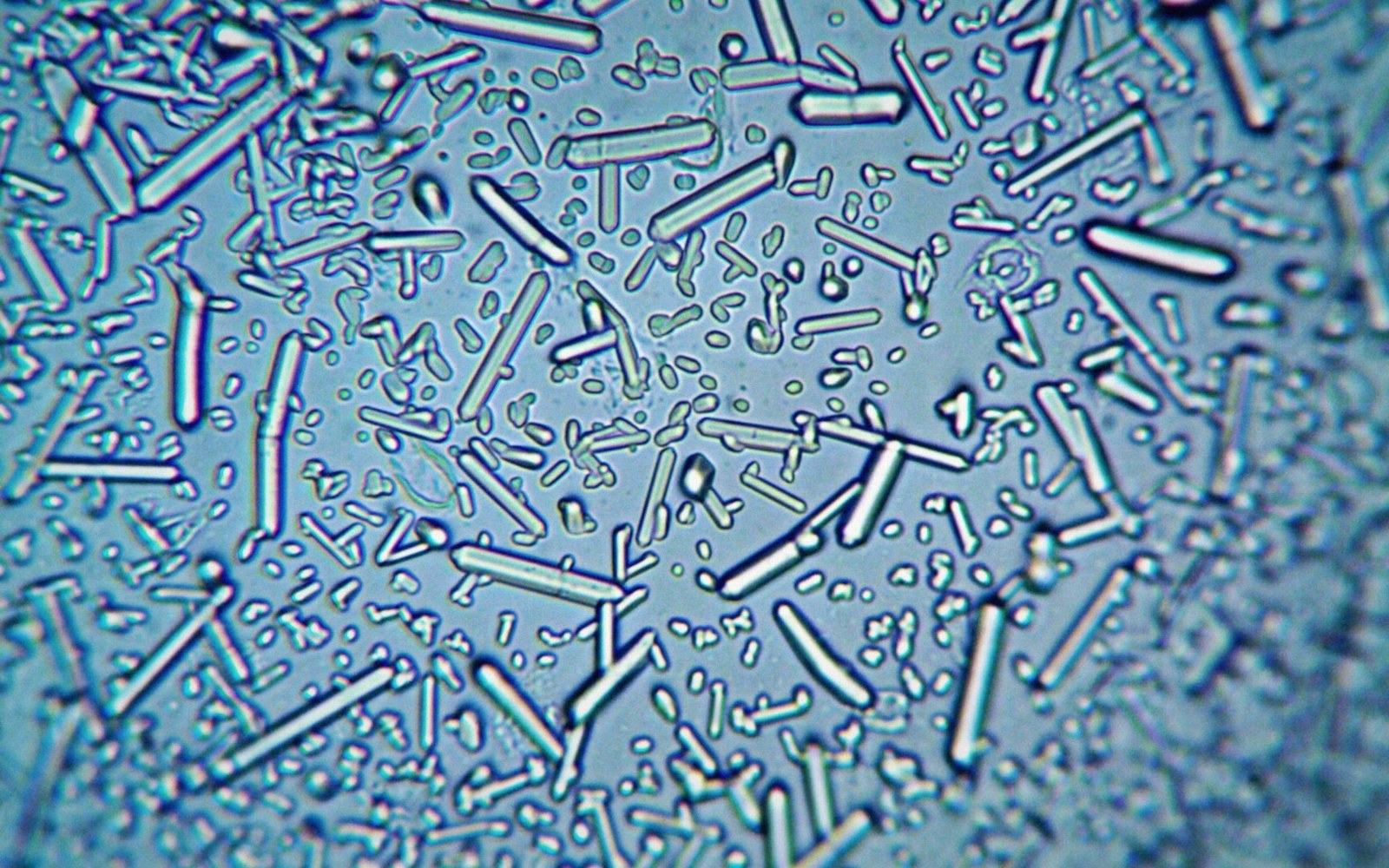 Rod-shaped crystals scattered across a blue-tinted surface under magnification